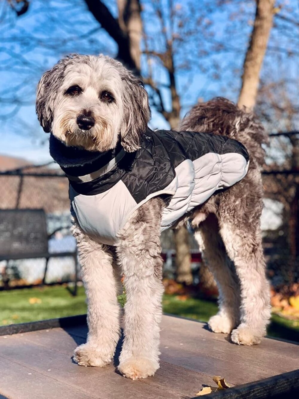 Lelepet Dog Coat
